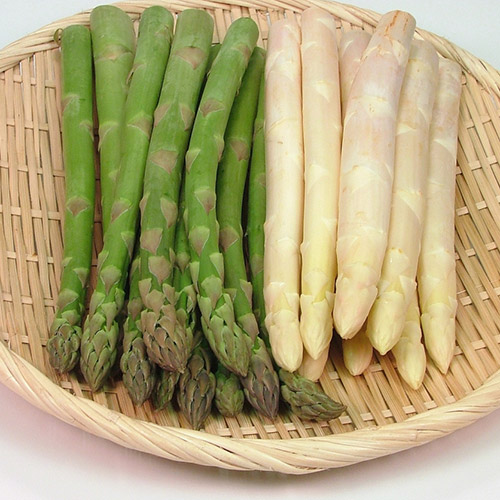 ＜北海道産＞ホワイト＆グリーンアスパラ 1kg【受注締め切り日：2026/5/15】