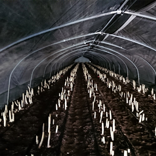 ＜北海道産＞ホワイト＆グリーンアスパラ 1kg【受注締め切り日：2026/5/15】