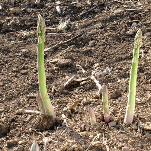 ＜北海道産＞グリーンアスパラ 800g（Lサイズ）【受注締め切り日：2026/5/30】