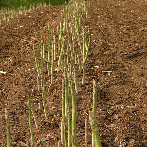 ＜北海道産＞グリーンアスパラ 800g（Lサイズ）【受注締め切り日：2026/5/30】
