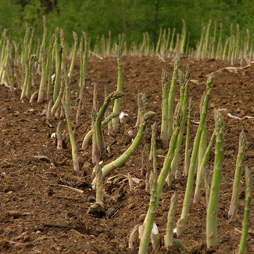 ＜北海道産＞グリーンアスパラ 800g（Lサイズ）【受注締め切り日：2026/5/30】