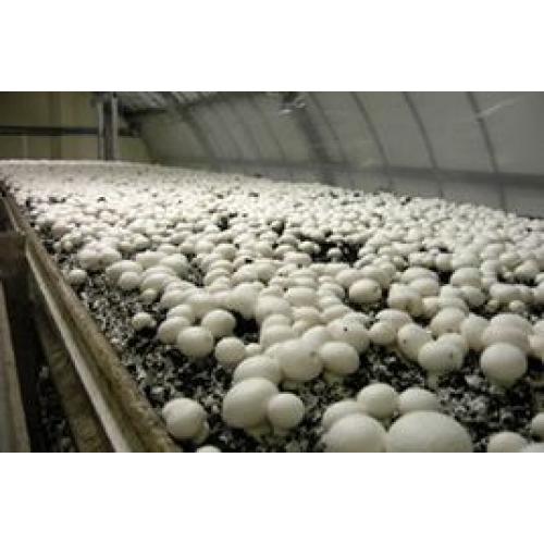 ＜ANA FINDELISH＞山形県産舟形マッシュルームを使ったデミグラスハンバーグ