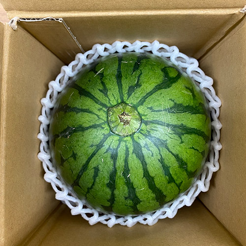＜茨城・群馬県産＞小玉西瓜1玉1.5kg【受注締め切り日：2026/5/31】