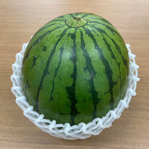 ＜茨城・群馬県産＞小玉西瓜1玉1.5kg【受注締め切り日：2026/5/31】