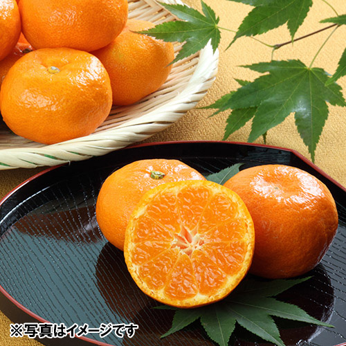 ＜佐賀県産＞ハウスみかん1.5kg【受注締め切り日：2026/6/30】