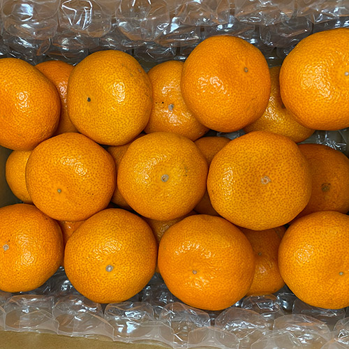 ＜佐賀県産＞ハウスみかん1.5kg【受注締め切り日：2026/6/30】