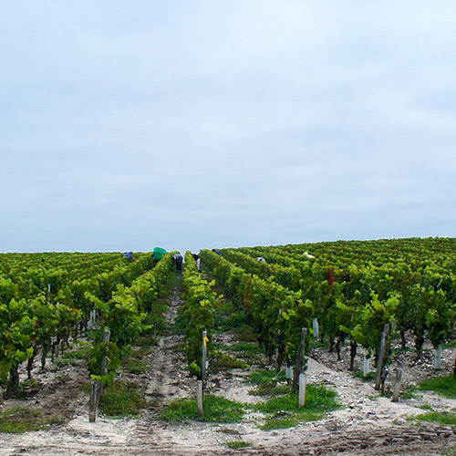 【送料当社負担】＜ドメーヌ バロン ド ロートシルト＞ソーテルヌ入り！気軽に楽しめる 赤白ハーフ4本セット