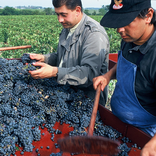 【送料当社負担】＜ドメーヌ バロン ド ロートシルト＞ソーテルヌ入り！気軽に楽しめる 赤白ハーフ4本セット