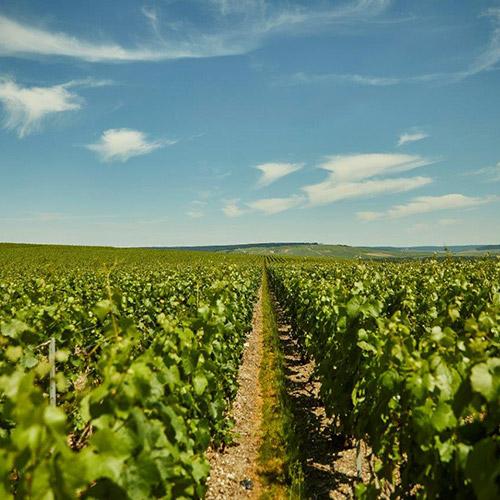 ＜アンリオ＞リナタンデュ シャルドネ グランクリュ【2016】（シャンパン）