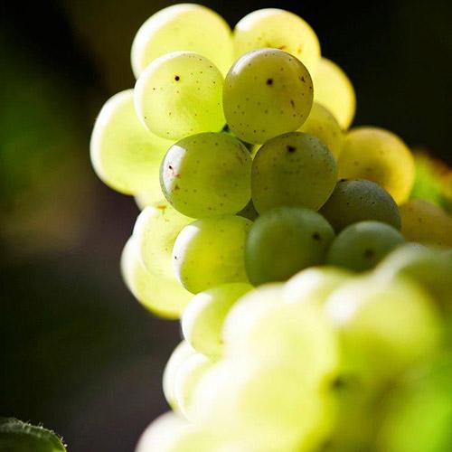 ＜アンリオ＞リナタンデュ シャルドネ グランクリュ【2016】（シャンパン）