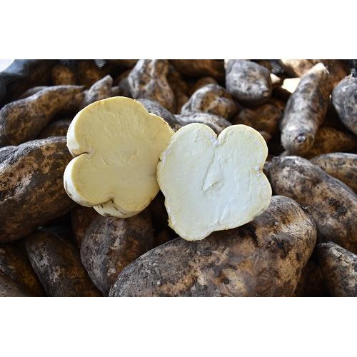 ＜落合酒造＞竃猫古酒