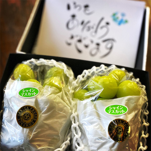 ＜長野県産＞シャインマスカット500g×2房（HOKUSAIGIFT）【受注締め切り日：2026/8/5】