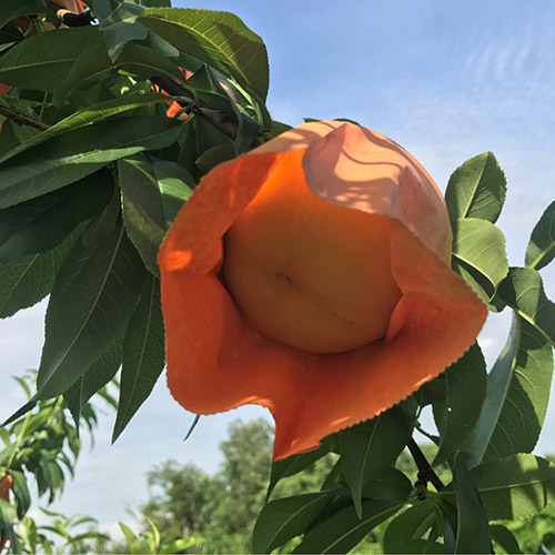 岡山倉敷玉島「井頭白桃」特秀特大6玉～7玉【受注締め切り日：2026/8/5】