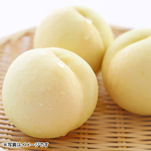 岡山倉敷玉島「井頭白桃」特秀特大10玉～12玉【受注締め切り日：2026/8/5】