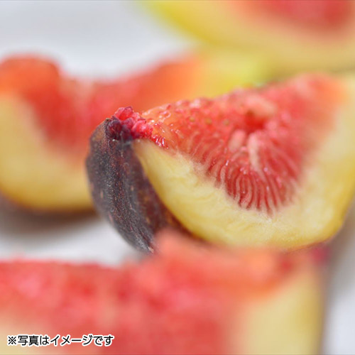 ＜福岡県＞ブランド無花果（いちじく）「とよみつひめ」9玉～12玉【受注締め切り日：2026/8/5】