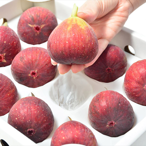 ＜福岡県＞ブランド無花果（いちじく）「とよみつひめ」9玉～12玉【受注締め切り日：2026/8/5】