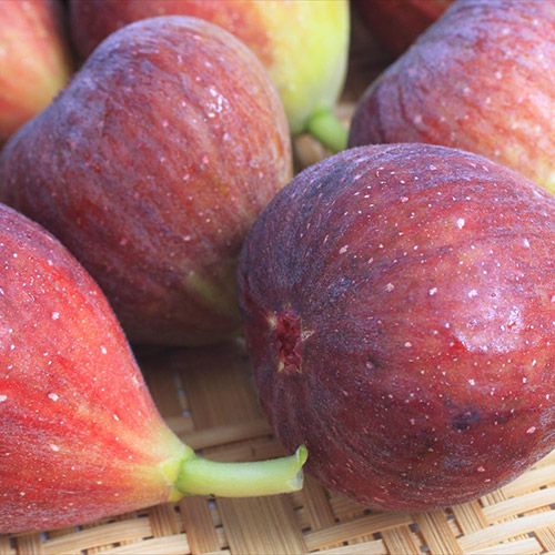 ＜福岡県＞ブランド無花果（いちじく）「とよみつひめ」9玉～12玉【受注締め切り日：2026/8/5】