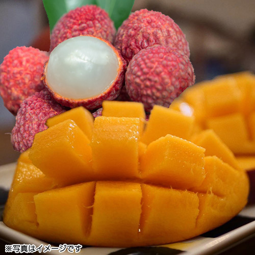 宮崎完熟マンゴー2L（約350g）1玉＋完熟ライチ6玉【受注締め切り日：2026/7/20】