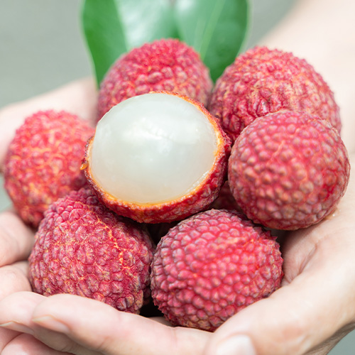 宮崎完熟マンゴー2L（約350g）1玉＋完熟ライチ6玉【受注締め切り日：2026/7/20】