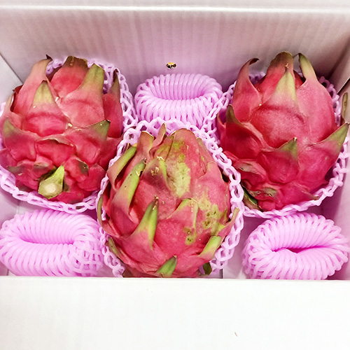 ＜沖縄県産＞レッドドラゴンフルーツ1kg（2～4玉）【受注締め切り日：2026/8/20】