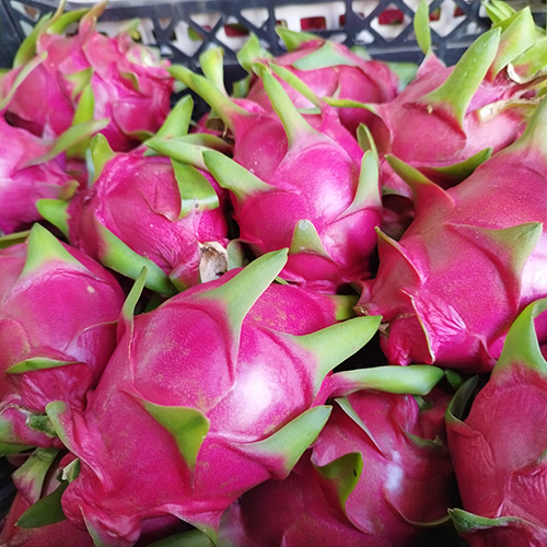 ＜沖縄県産＞レッドドラゴンフルーツ1kg（2～4玉）【受注締め切り日：2026/8/20】