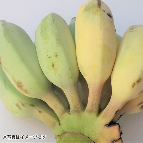 ＜沖縄県産＞銀バナナ1.5kg（約13～18本）【受注締め切り日：2026/8/20】