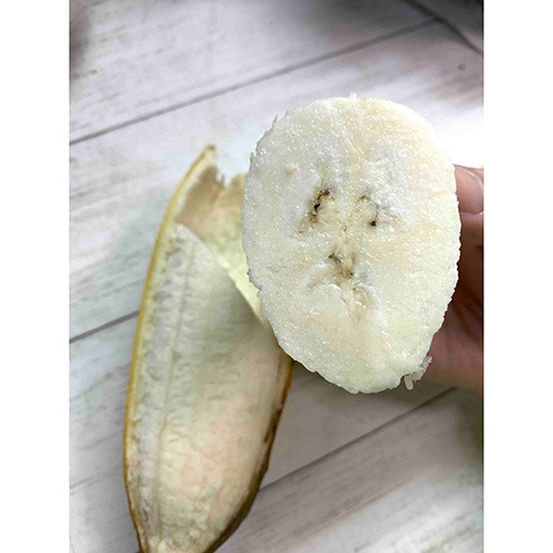 ＜沖縄県産＞銀バナナ1.5kg（約13～18本）【受注締め切り日：2026/8/20】