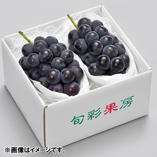 ＜長野県＞ハウス巨峰2房【受注締め切り日：2026/7/31】