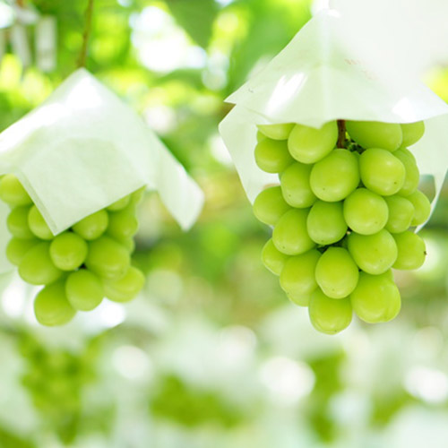 オリジナルパッケージ＜香川県産＞シャインマスカット650g【受注締め切り日：2026/8/25】