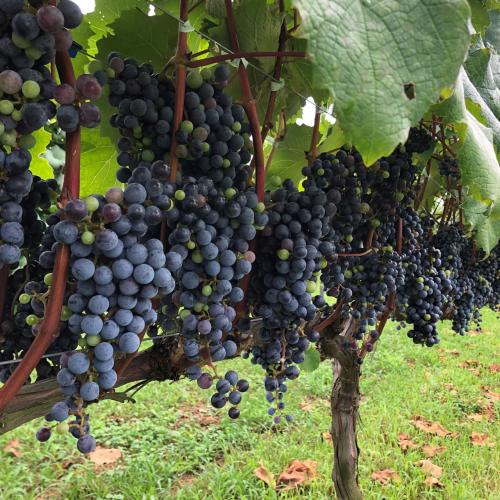 【鳥取県】＜兎ッ兎ワイナリー＞メルロ樽醗酵樽熟成【2020】(赤ワイン)※トースティングレベルLow