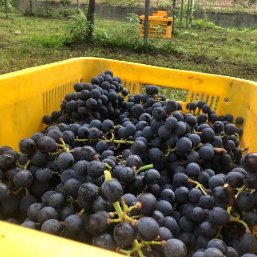 【鳥取県】＜兎ッ兎ワイナリー＞メルロ樽醗酵樽熟成【2020】(赤ワイン)※トースティングレベルLow