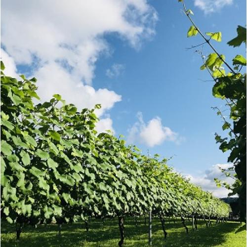 【鳥取県】＜兎ッ兎ワイナリー＞メルロ樽醗酵樽熟成【2020】(赤ワイン)※トースティングレベルLow