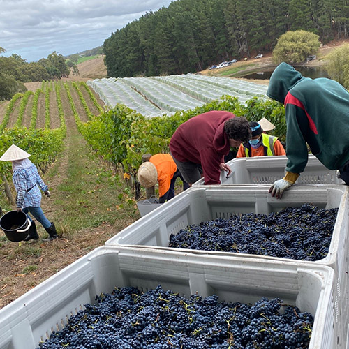 ＜ショウ・アンド・スミス＞バルハンナ・ヴィンヤード シラーズ【2019】（赤ワイン）