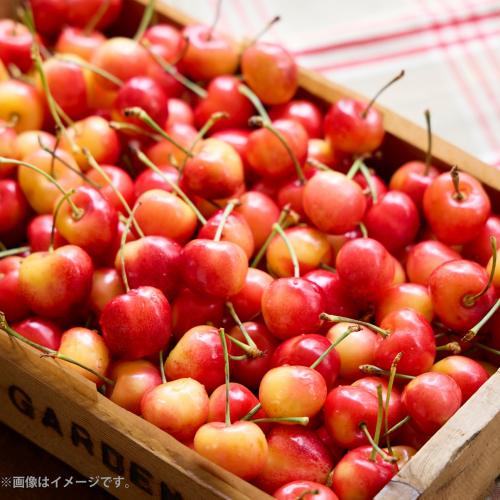 【ANAショッピング オリジナルパッケージ】＜ラテラルルーツ農園＞アメリカンチェリー（レイニア種）1kg【受注締め切り日：2026/6/25】