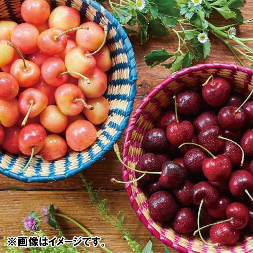 ＜ワシントン州産＞アメリカンチェリー（ダーク＆レイニア種）各1.5kg【受注締め切り日：2026/6/25】