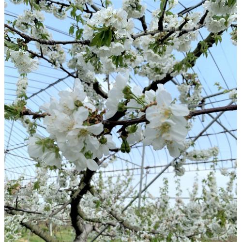 ＜山形県産＞佐藤錦 秀2L・L玉 バラ詰め1kg【受注締め切り日：2026/6/20】