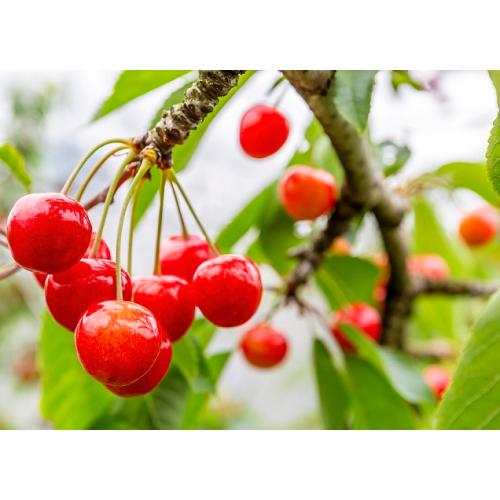 ＜山形県産＞佐藤錦 秀2L・L玉 バラ詰め1kg【受注締め切り日：2026/6/20】