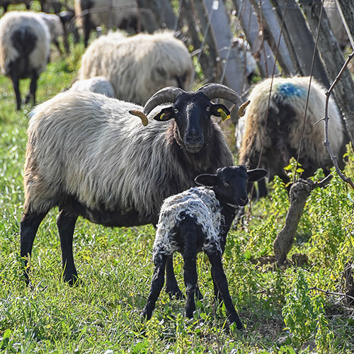 ＜ドメーヌ・アラン・ブリュモン＞シャトー・ブースカッセ メニール【2006】(赤ワイン)