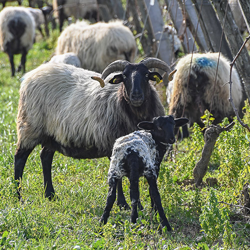 ＜ドメーヌ・アラン・ブリュモン＞シャトー・モンテュス キュヴェ プレステージ【2002】(赤ワイン)