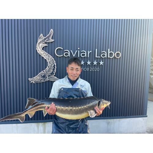 ＜S Caviar Labo＞晋也キャビア25g