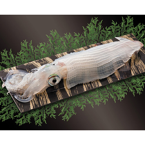 【佐賀県】呼子産剣先イカ姿造り２杯