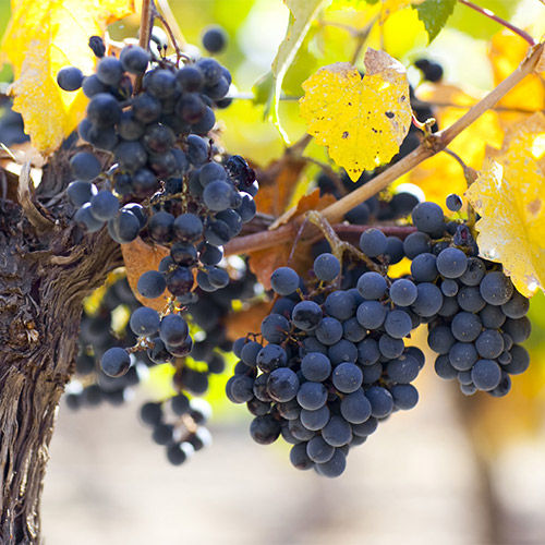 【送料当社負担】＜カテナ＞アルゼンチンの名門ワイナリー「カテナ」　入門5本セット