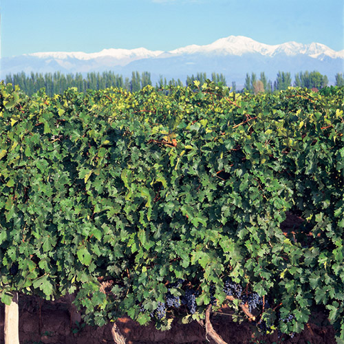 【送料当社負担】＜カテナ＞アルゼンチンの名門ワイナリー「カテナ」　入門5本セット