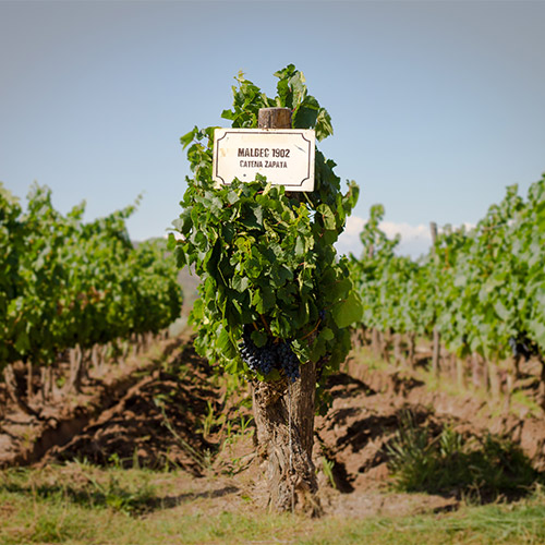 【送料当社負担】★数量限定ワインバック付き★＜カテナ＞世界屈指のプレミアムワイナリー「カテナ」を堪能！赤白4本セット