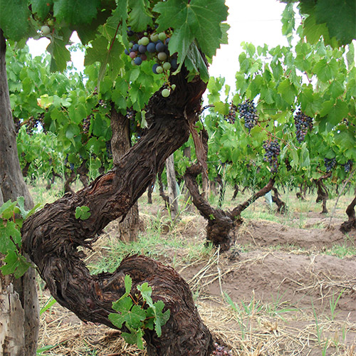 【送料当社負担】★数量限定ワインバック付き★＜カテナ＞世界屈指のプレミアムワイナリー「カテナ」を堪能！赤白4本セット