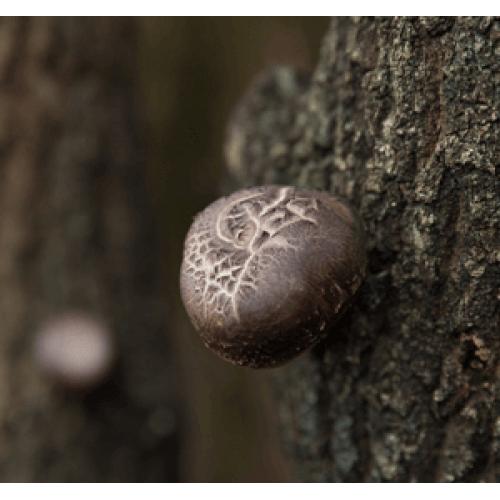 ＜ANA FINDS＞大分・姫野一郎商店　豊後牛と椎茸のしぐれ煮3袋セット