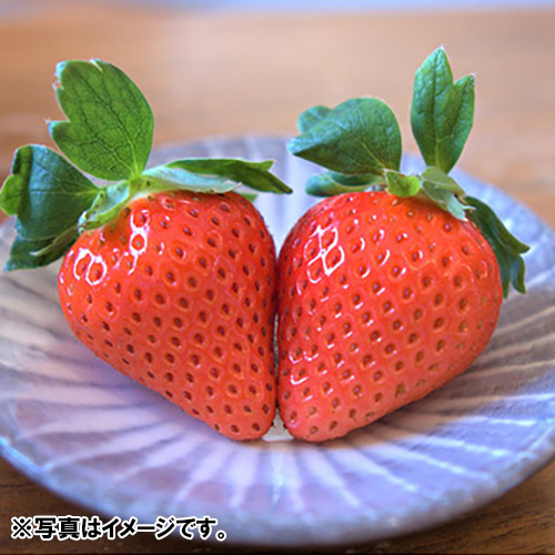 ＜福岡県産＞博多完熟苺HOKUSAIGIFT24【受注締め切り日：2026/5/5】