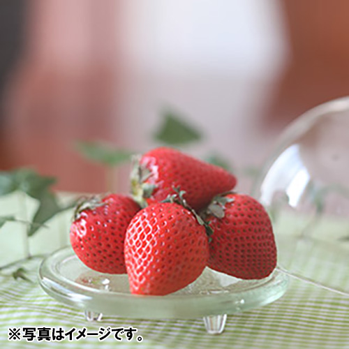 ＜福岡県産＞博多完熟苺12【受注締め切り日：2026/5/5】