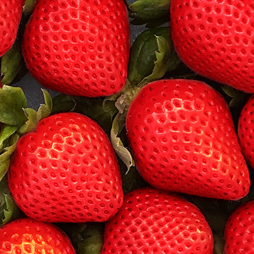 ＜福岡県産＞博多完熟苺12【受注締め切り日：2026/5/5】