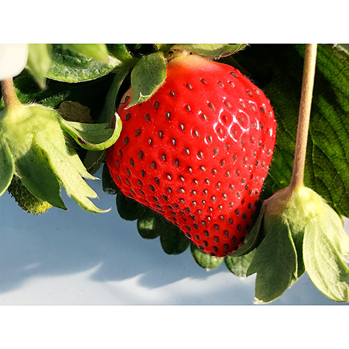 ＜福岡県産＞博多完熟苺12【受注締め切り日：2026/5/5】